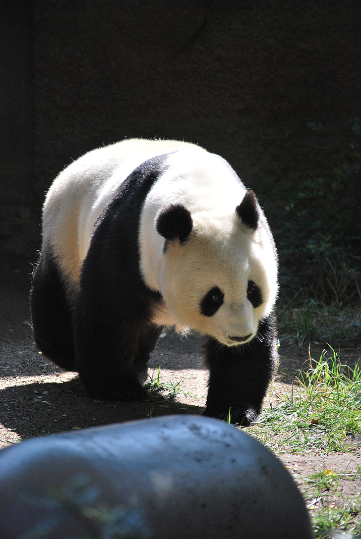 Panda, živalski vrt, narave, živali v živalskih vrtovih, divje, medved, gozd