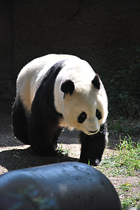 Panda, Zoo, Příroda, zvířata ze zoo, Wild, medvěd, Les