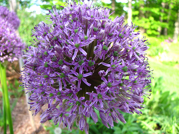 Allium, kukka, Blossom, kukinta, kesällä, violetti, valkosipuli