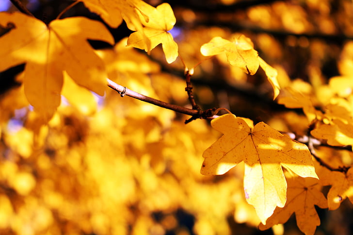 leaves, yellow, autumn, fall foliage, colorful, maple, plant
