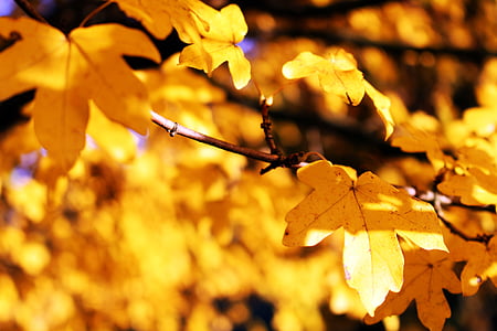 blade, gul, efterår, efterår blade, farverige, ahorn, plante