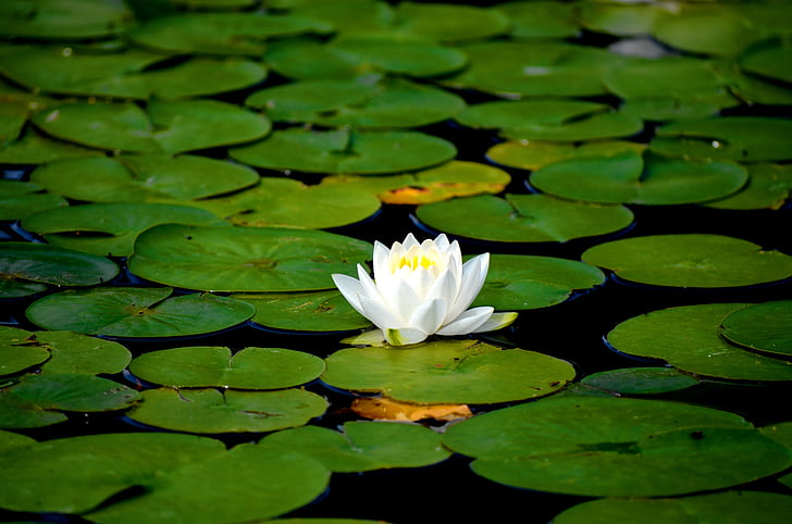 water lily, flowers, aquatic plant, white water lily, pond