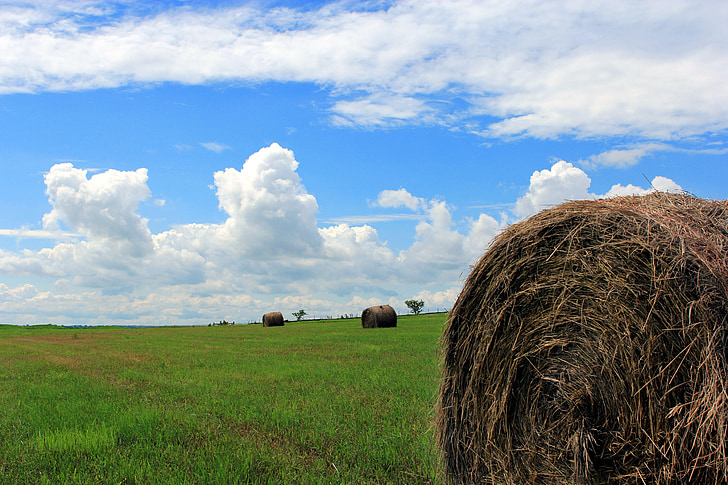 hay bale, hay, field
