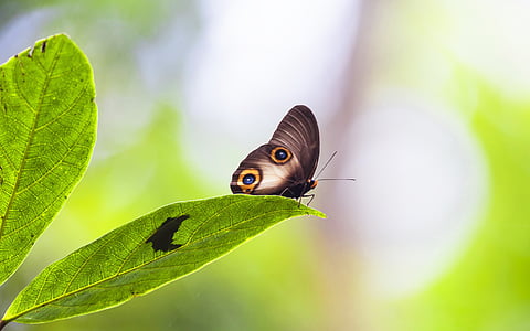 owad, JANOME chow, liść, reszta, Rainforest, wyspy Halmahera, Indonezja