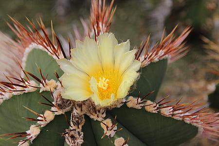 cactus, flor, flor, flors de cactus, esperó, groc, Espinosa