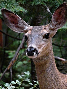 deer, animal, closeup, wild, wildlife, fauna, alert