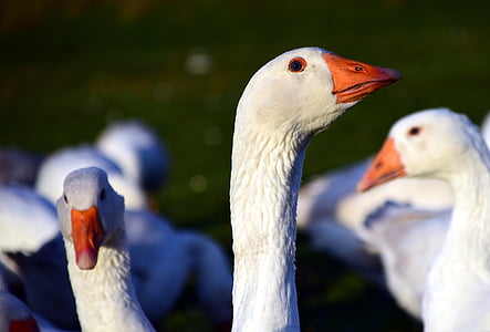 goose, st martin's goose, bird, animal, poultry, country life, feather