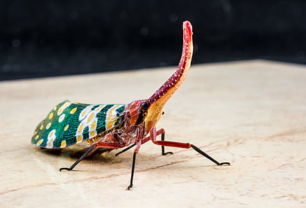canthigaster τζιτζίκι, fulgoromorpha, έντομο, Προβοσκίδα, μακρύ, κόκκινο, πολύχρωμο