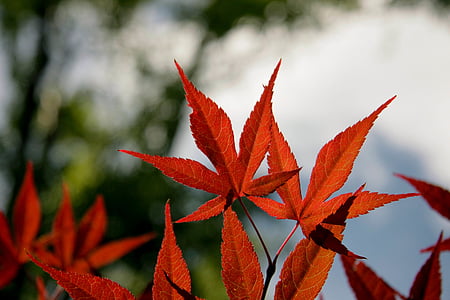 rouge, érable, feuilles, automne, l’automne, feuille, feuille d’érable