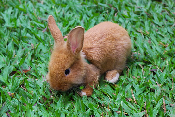кролик, тварини, дитини кролика, заєць, Симпатичний, Природа, Ссавці