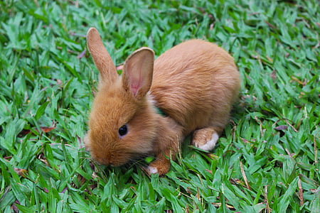 กระต่าย, สัตว์, กระต่ายเด็ก, กระต่าย, น่ารัก, ธรรมชาติ, เลี้ยงลูกด้วยนม
