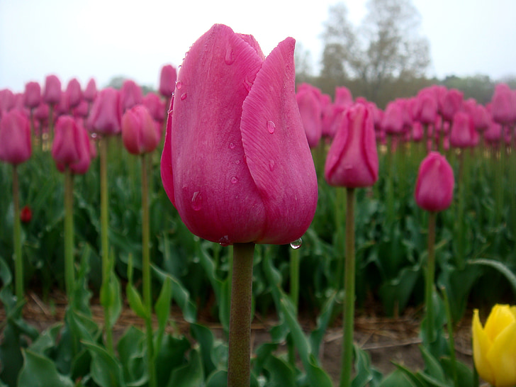 tulipani, kapljice, dež, rastejo, narave, Tulipan, pomlad