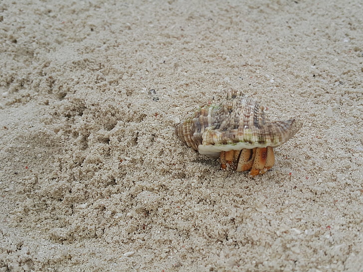 krabbe, sand, stranden, Tropical, sjøen, sandstranden, Seashell