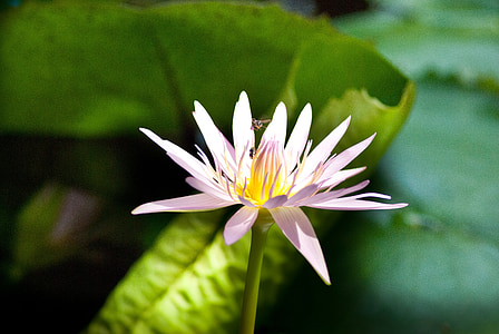 Lotus, floare, înflorit, roz, verde, Botanică, Flora
