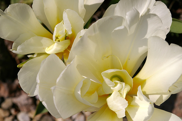 tulipas, tulipas brancas, Branco, Primavera, flor, flor, flor