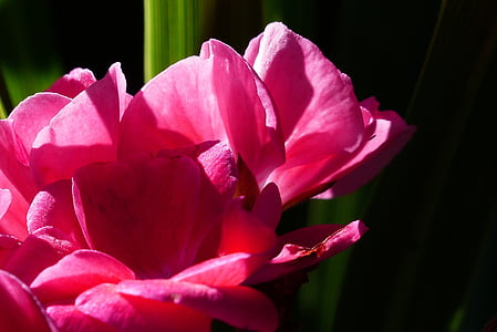 geranium, pink, garden, flower, plant, close-up, summer