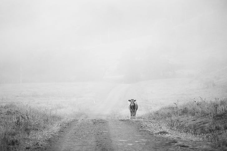 κλίμακα του γκρι, φωτογραφία, αγελάδα, δρόμος, χλόη, βοοειδή, ζώο