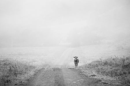 greyscale, photo, cow, road, grass, cattle, animal