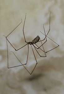 araña de sótano, araña calavera, Pholcus phalangioides, Moneymore, Ontario, Canadá, araña