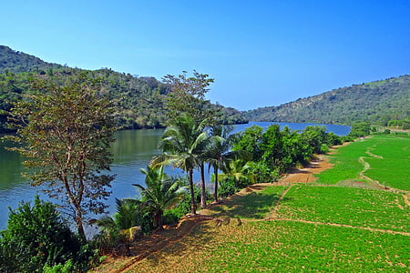 gangavali jõgi, loodete paisuma, maapähkel põllukultuuri, Lääne Ghatid, kumta, India, loodus