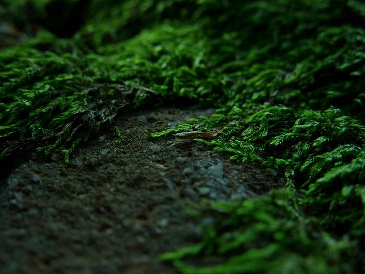 forest, moss, nature, forest litter, magic land, macro, the stones
