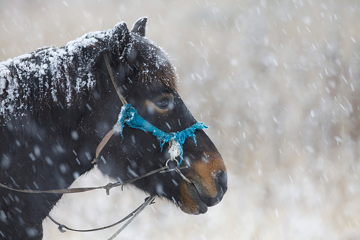 in the winter, horse, snowfall, a friendly face, patience, bogart village, mongolia