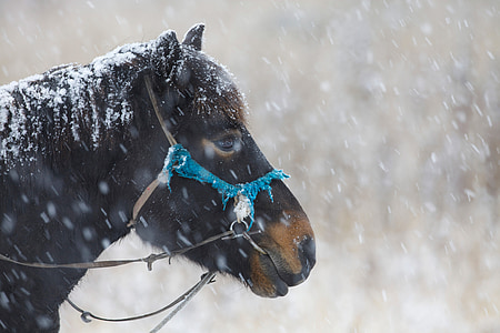 v zimě, kůň, sníh, přátelskou tvář, trpělivost, Bogart vesnice, Mongolsko