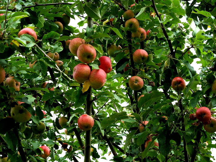 Apfelbaum, Apple, Obst, rot, Grün, kernobstgewaechs, Baum