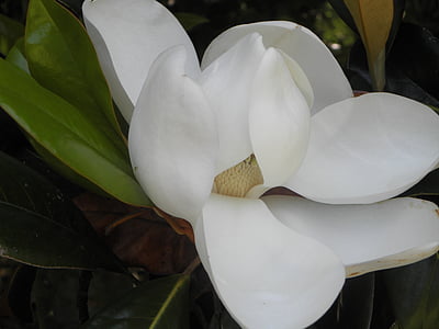 magnolia, flower, nature, floral, white, blooming, petals