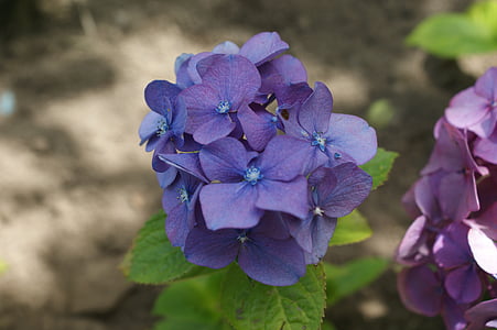 Hortensia, kvet, Záhrada