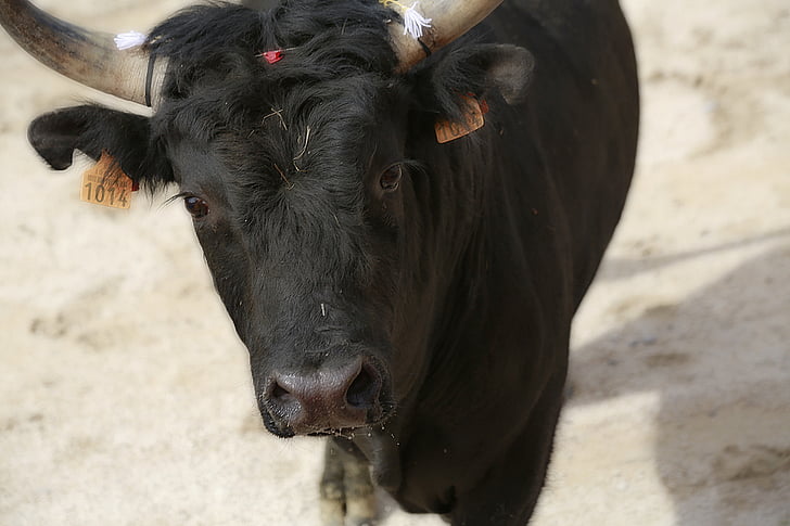 Bull, course de Camargue, peau de vache, bovins, noir, vache, animaux