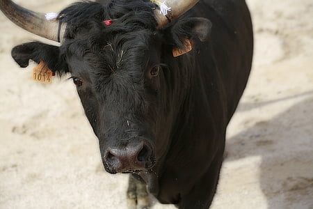 bik, Camargue dirka, kravjo kožo, govedo, črna, krava, živali