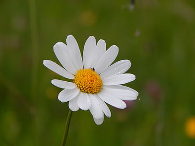 Margarite, bunga, putih, mekar, alam, musim panas, Daisy