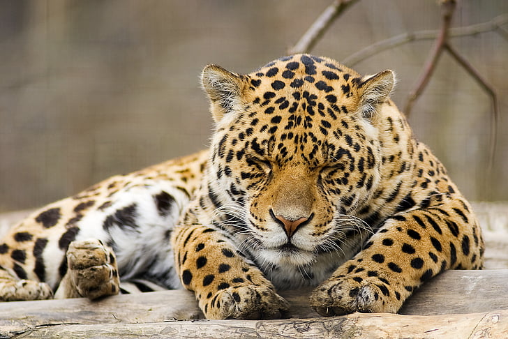Pantera, leopardo, animale, fauna selvatica, cacciatore, gatto, pericoloso