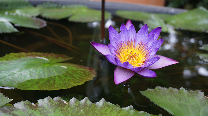 lotus, flowers, aquatic plants, water lilies, nature, purple flowers, arboretum