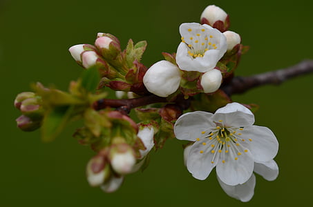 brindille, macro, bourgeon, fleurs de printemps, fleur blanche, branches d’arbres, floraison