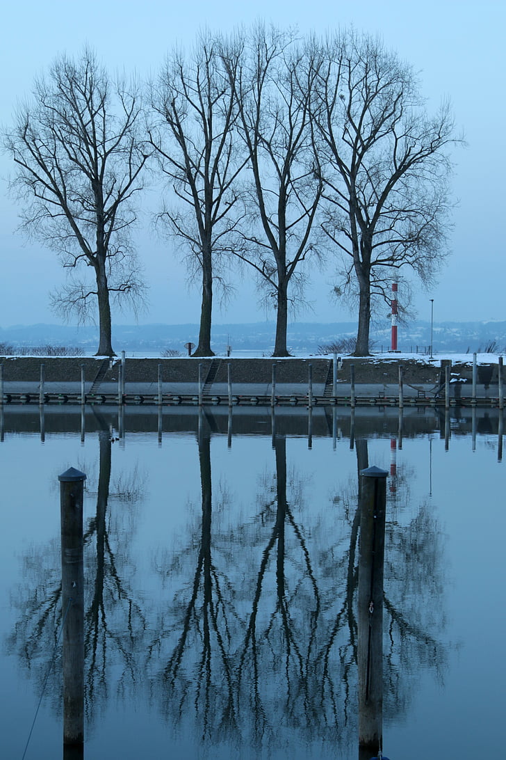 Lago de Constanza, Bregenz, invierno, Puerto, naturaleza fría, noche, árbol