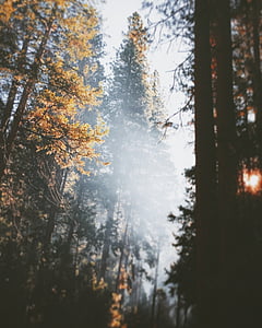 aukštas, medžiai, dienos, rudenį, miško, medis, eglės
