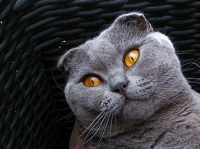 苏格兰折耳猫, 品种的猫, 猫咪猫, 灰色, 动物, 可爱的小动物, 背景