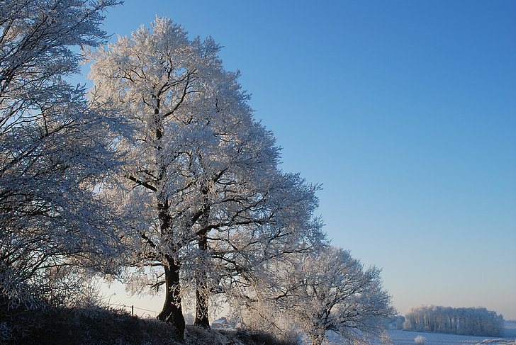 Príroda, ľad, strom, zimné, gél, za studena, stromy