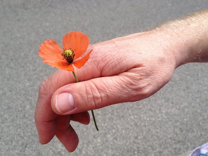 love, road, curious, nature, human Hand, flower