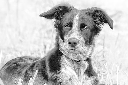 hond, Berger, zwart-wit, Portret van de hond, dier, Bordercollie, hoge sleutel