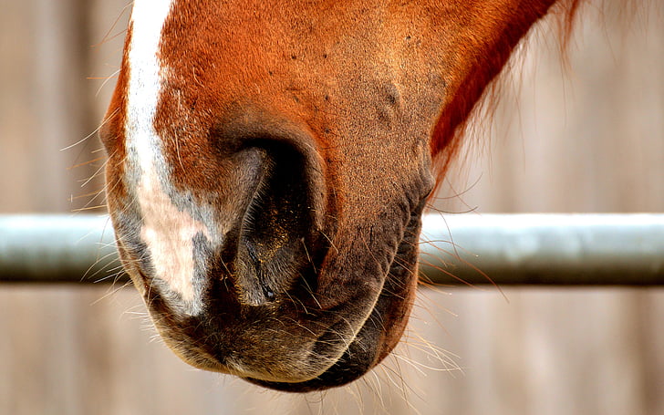 nos koně, nozdry, Zavřít, zvíře, kůň, Svět zvířat, zvířecí hlavou
