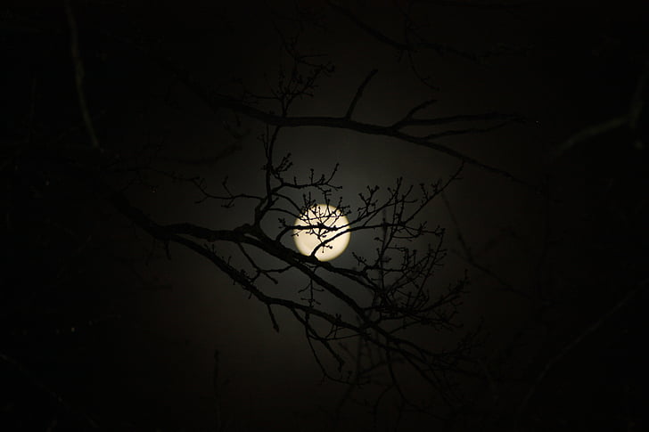 mjesec, estetski, drvo, priroda, tajanstveni, noć, mistično
