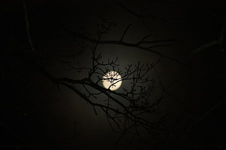luna, estetske, drevo, narave, skrivnostni, noč, mistično