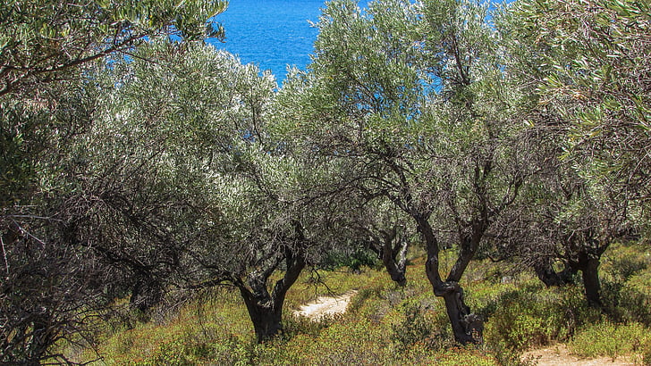 olivovníky, venkov, venkova, Příroda, krajina, Středomořská, zelená