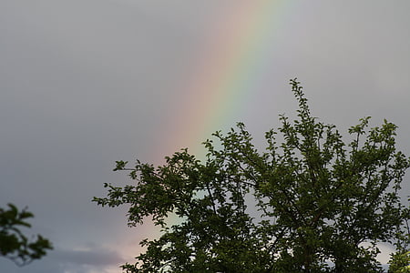 Regenbogen, Baum, Natur