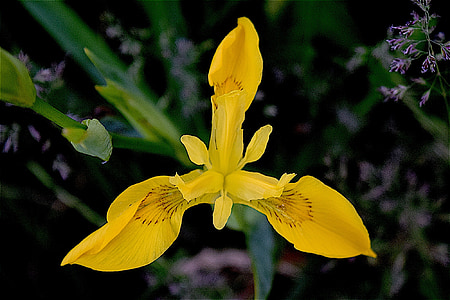 Iris, gul, blomst, forår, natur, Bloom, Blossom