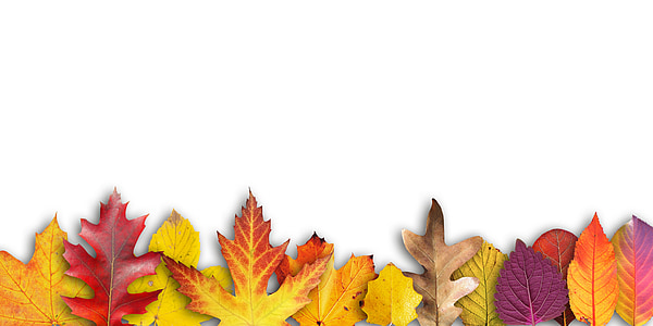 Осень, баннер, граница, текстовое поле, приглашение, Карта, листья