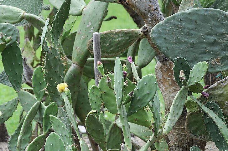 vihreä, kasvi, Cactus